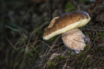 Картинка природа грибы белый