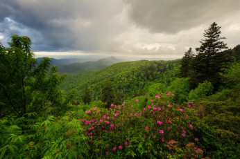 Картинка природа пейзажи цветы лес холмы