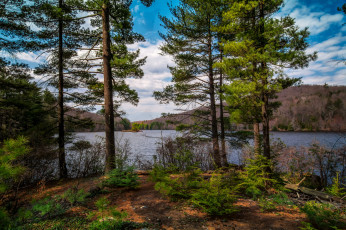 Картинка природа реки озера лес река