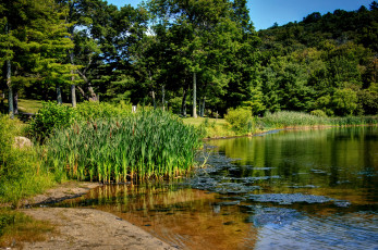 Картинка природа реки озера лес река