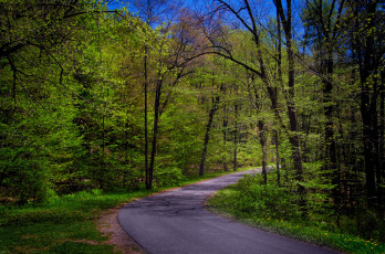 Картинка природа дороги лес шоссе