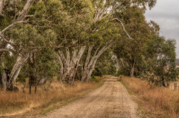 Картинка природа дороги тракт лес