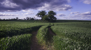 Картинка природа поля колея трава поле