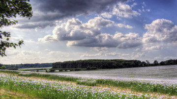 Картинка природа пейзажи лес река луг цветы