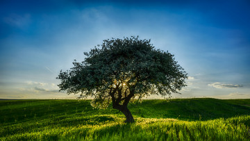 Картинка природа деревья солнце свет поле небо дерево