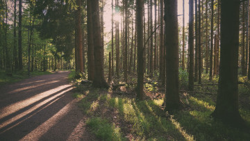 Картинка природа дороги деревья лучи лес