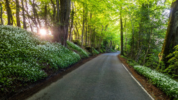 Картинка природа дороги шоссе лес