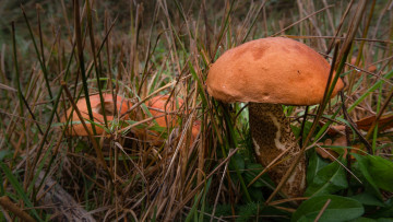 Картинка природа грибы подосиновик
