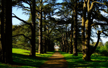 Картинка природа дороги трава деревья дорога лес