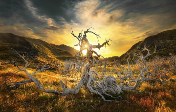 Картинка природа восходы закаты коряга рассвет долина