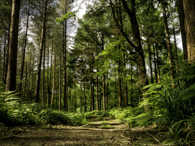 Обои картинки фото природа, дороги, тропинка, лес