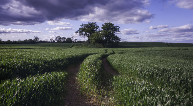 Обои картинки фото природа, поля, колея, трава, поле