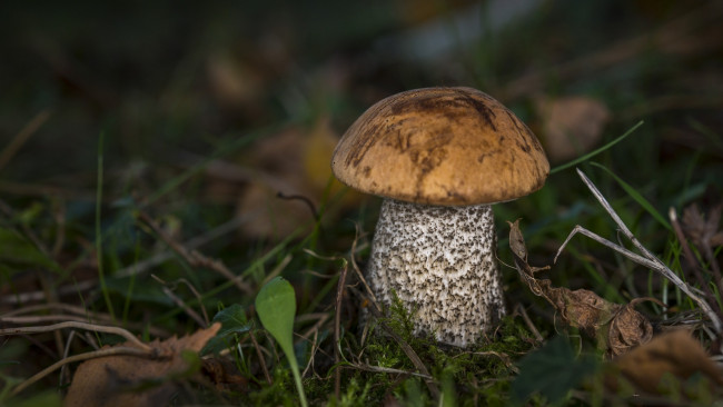 Обои картинки фото природа, грибы, подберезовик