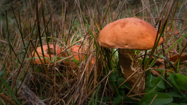 Обои картинки фото природа, грибы, подосиновик