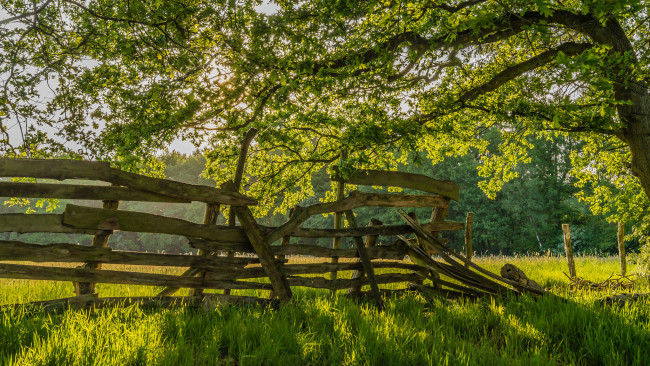 Обои картинки фото природа, пейзажи, изгородь, лес, пооле