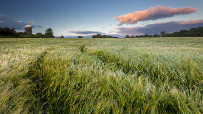 Обои картинки фото природа, поля, рожь, поле