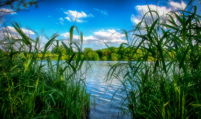 Обои картинки фото природа, реки, озера, лес, река, осока