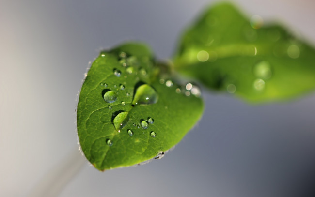 Обои картинки фото природа, макро, листья, зеленый, вода, капли, фон, серый