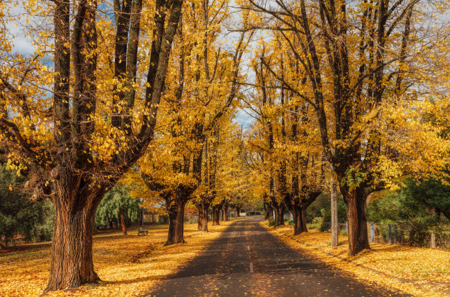 Обои картинки фото природа, дороги, лес, шоссе