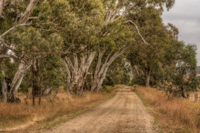 Обои картинки фото природа, дороги, тракт, лес