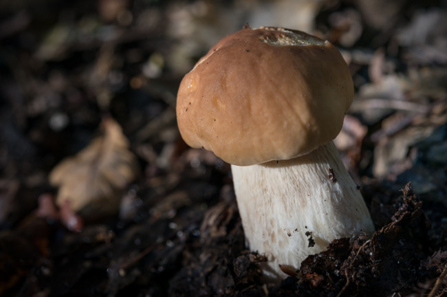 Обои картинки фото природа, грибы, белый