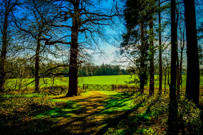 Обои картинки фото природа, деревья, трава, лес