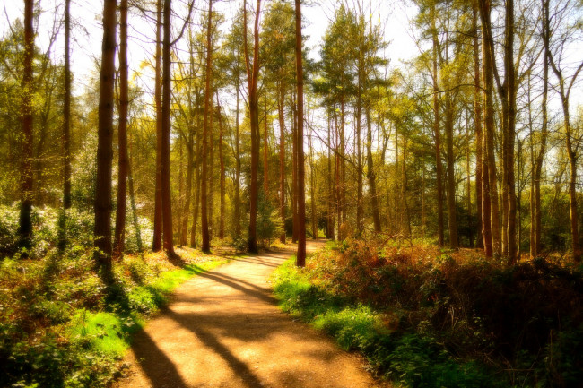 Обои картинки фото природа, дороги, деревья, солнечно, лес