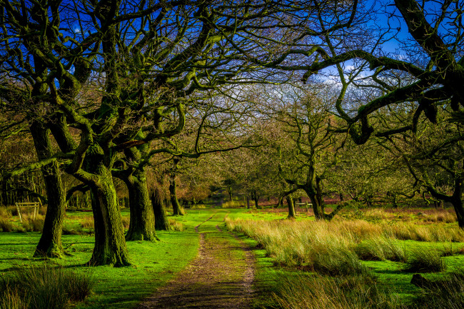 Обои картинки фото природа, дороги, дорога, деревья