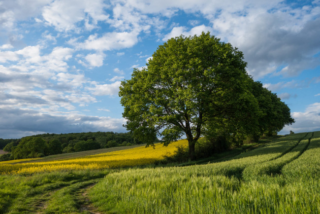 Обои картинки фото природа, деревья, колея, поле, дерево