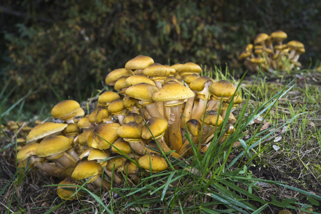 Обои картинки фото природа, грибы, опята