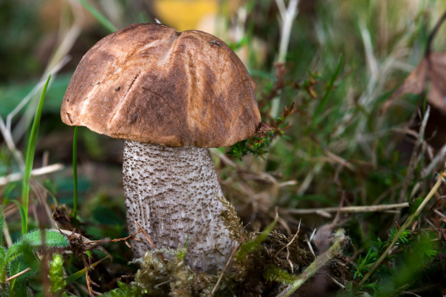 Обои картинки фото природа, грибы, подберезовик