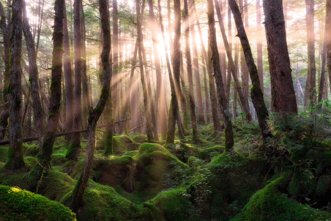 Обои картинки фото природа, лес, лучи, деревья
