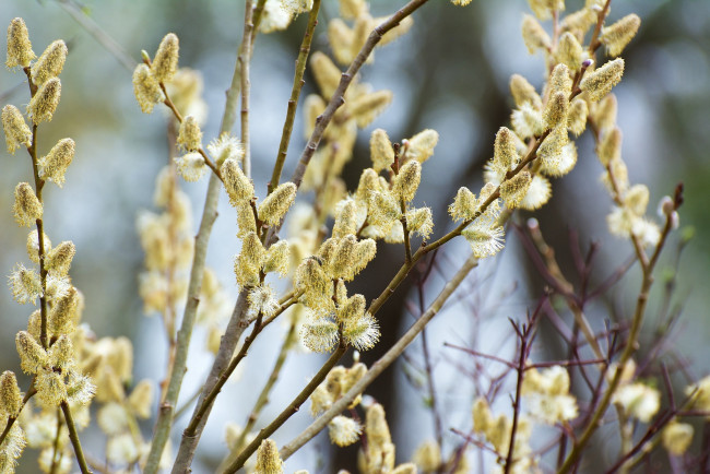 Обои картинки фото природа, макро, ветки, почки, весна