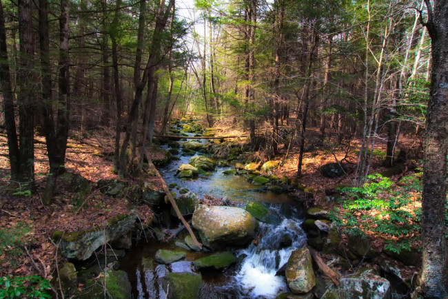 Обои картинки фото природа, реки, озера, река, лес