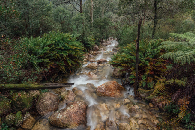 Обои картинки фото природа, реки, озера, река, лес