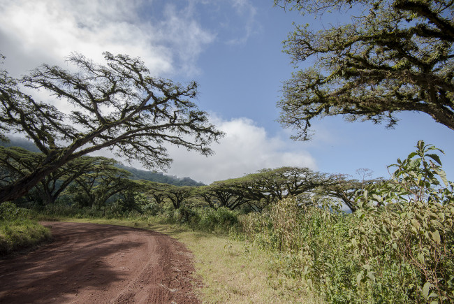 Обои картинки фото природа, дороги, тракт, лес