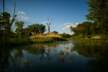 Картинка природа реки озера лес река