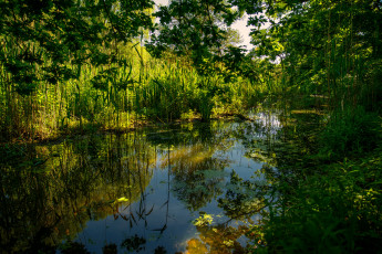 Картинка природа реки озера лес река