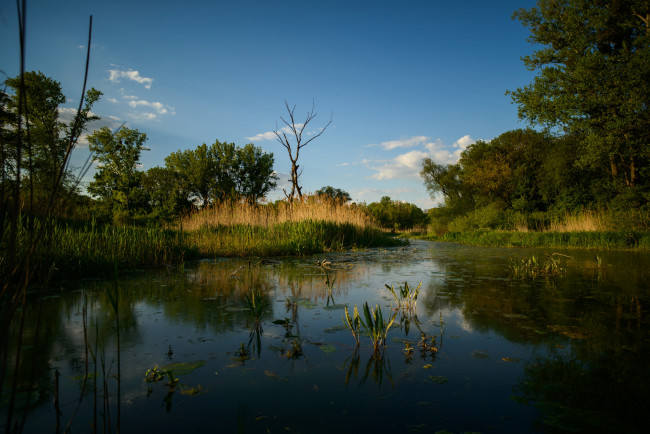 Обои картинки фото природа, реки, озера, лес, река