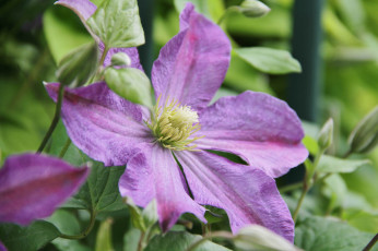 Картинка цветы клематис+ ломонос цветок цветение