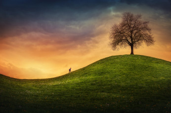 Картинка природа деревья дерево холмы