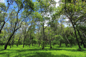 Картинка природа лес деревья