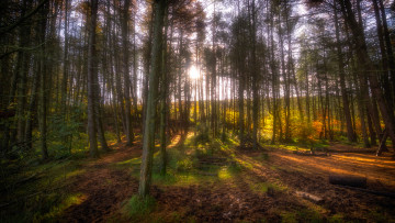 Картинка природа лес простор