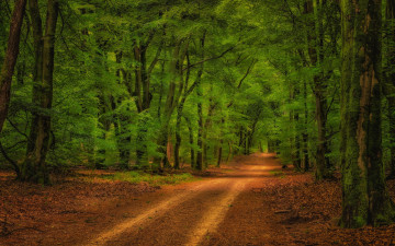 Картинка природа дороги простор