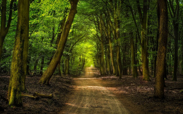 Картинка природа дороги простор