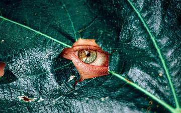 Картинка разное глаза глаз