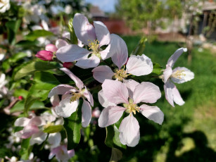 Картинка цветы цветущие+деревья+ +кустарники яблоня цветение весна 2022