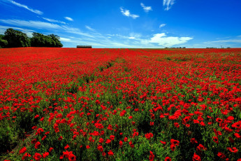 Картинка цветы маки лето алые поле