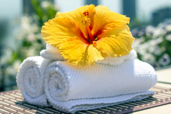 Картинка разное предметы+быта желтый гибискус одиночка макро