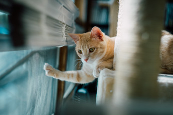 Картинка животные коты кот кошка